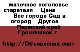 маточное поголовье старателя  › Цена ­ 3 700 - Все города Сад и огород » Другое   . Пермский край,Гремячинск г.